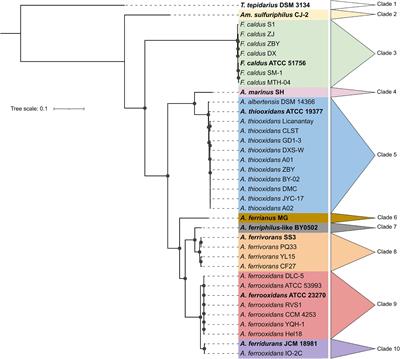 Integrative Genomics Sheds Light on Evolutionary Forces Shaping the Acidithiobacillia Class Acidophilic Lifestyle